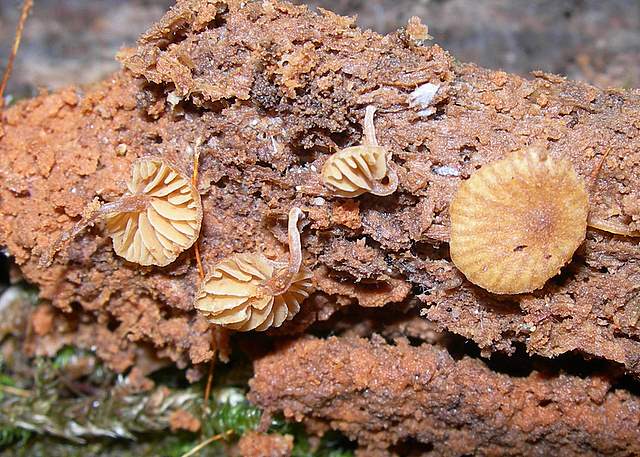 Galerina subexcentrica  spec.nov.